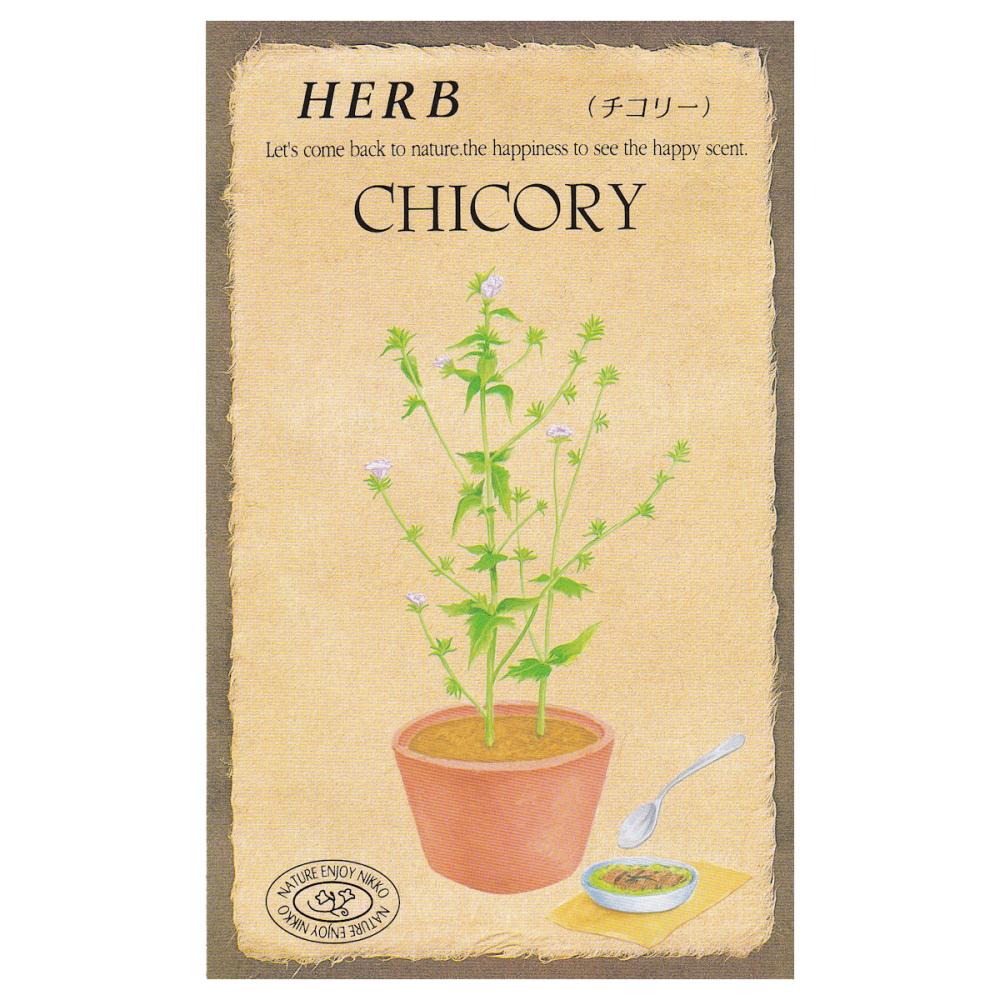 【宅配専用】　ハーブ種子　チコリー
