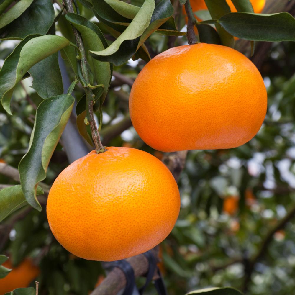 完売御礼【春予約】　柑橘苗　せとか　ＰＶＰ　【引渡予定日：４／４（土）～１２（日）】