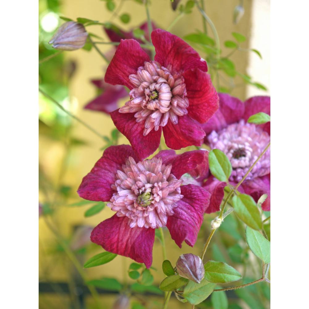 【春予約】　クレマチス　ビチセラ系　アバンギャルド　【申込期限：３月２２日（日）】　【引渡予定日：４月４日（土）～１２日（日）】