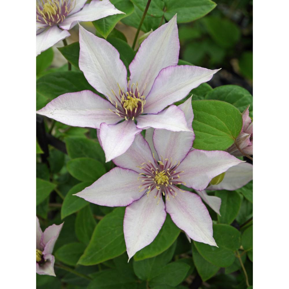 【春予約】　クレマチス　早咲き大輪系　サマリタンジョー　【申込期限：３月２２日（日）】　【引渡予定日：４月４日（土）～１２日（日）】