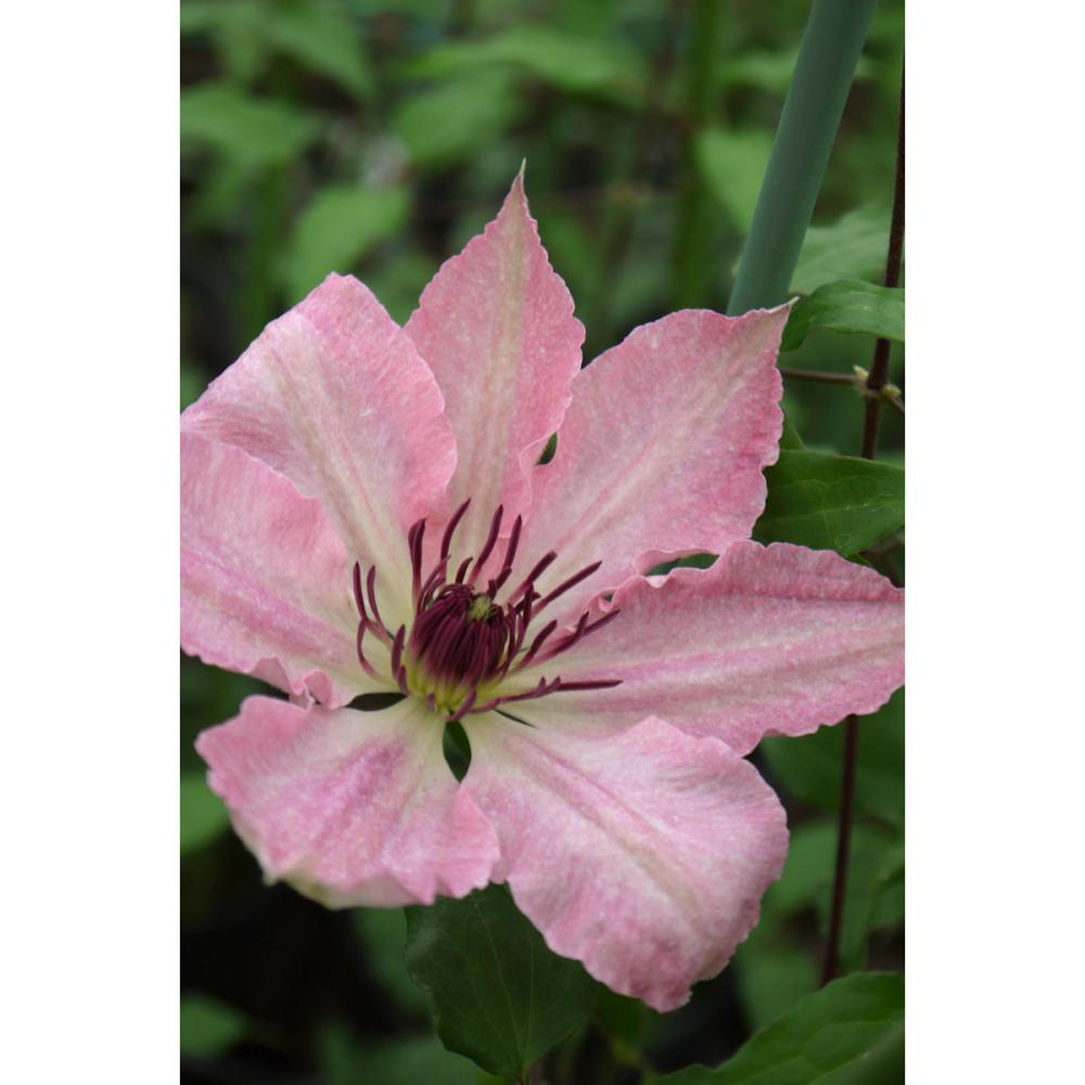 早咲き大輪系　サラ・エリザベス