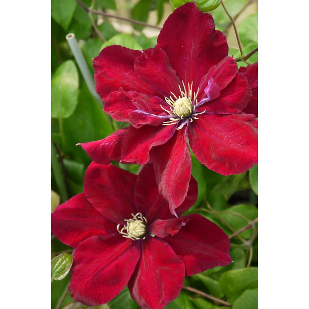 【春予約】　クレマチス　早咲き大輪系　シャルメイン　【申込期限：３月２２日（日）】　【引渡予定日：４月４日（土）～１２日（日）】