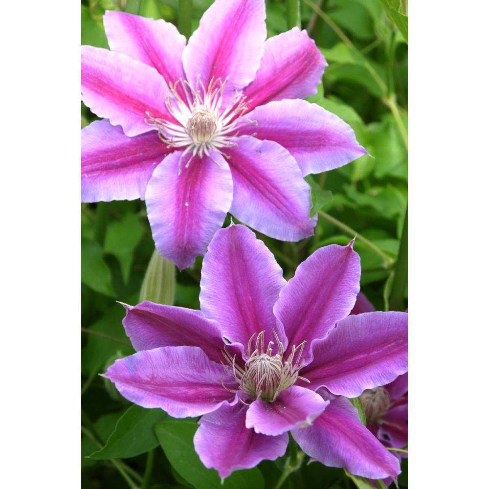 【春予約】　クレマチス　パテンス系　ドクター・ルッペル　【申込期限：３月２２日（日）】　【引渡予定日：４月４日（土）～１２日（日）】