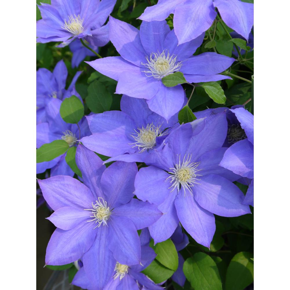 【春予約】　クレマチス　ラヌギノーサ系　Ｈ．Ｆ．ヤング　【申込期限：３月２２日（日）】　【引渡予定日：４月４日（土）～１２日（日）】