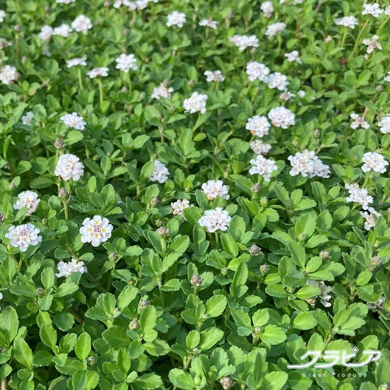 イワダレソウ改良品種　「クラピアＫ７」　４０ポットセット