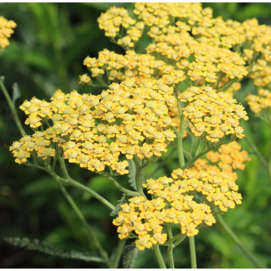 【春予約】　アキレア　イエロー　１０．５ｃｍ　【申込期限：３月２２日（日）】　【引渡予定日：４月４日（土）～１２日（日）】