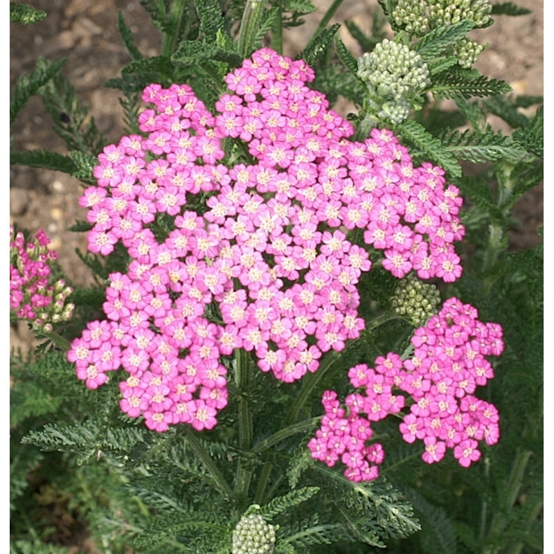 【春予約】　アキレア　ピンク　１０．５ｃｍ　【申込期限：３月２２日（日）】　【引渡予定日：４月４日（土）～１２日（日）】