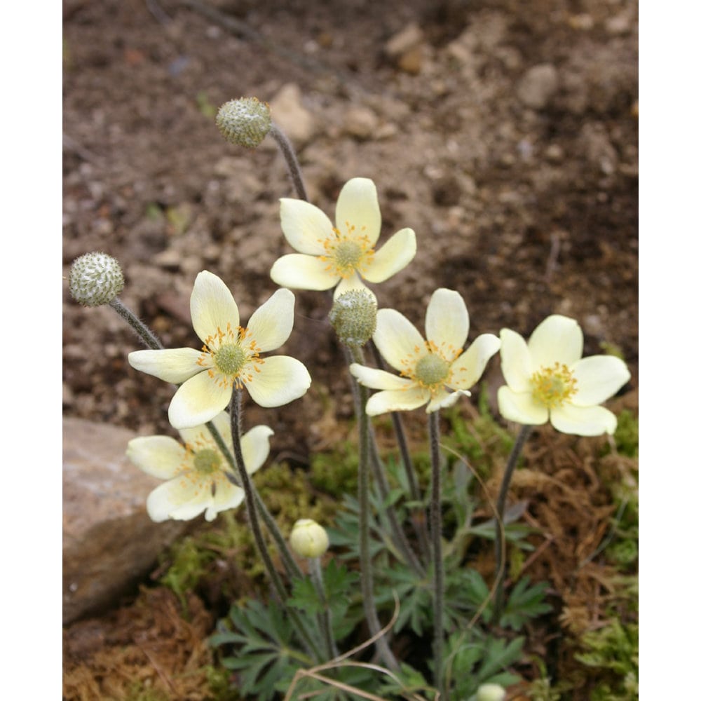 【春予約】　アネモネ　パルマータ　１０．５ｃｍ　【申込期限：３月２２日（日）】　【引渡予定日：４月４日（土）～１２日（日）】