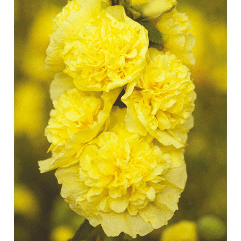 【春予約】　アルセア　ダブル　イエロー　１０．５ｃｍ　【申込期限：３月２２日（日）】　【引渡予定日：４月４日（土）～１２日（日）】