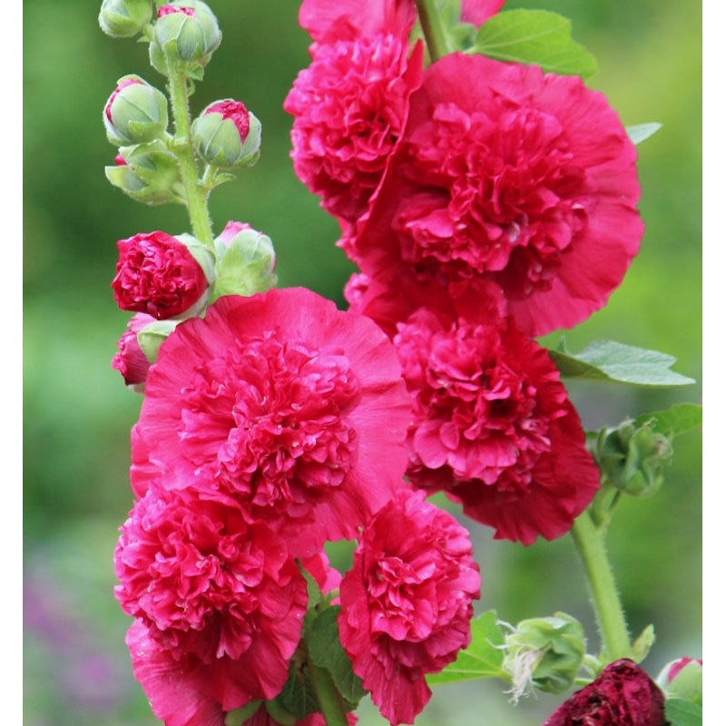 【春予約】　アルセア　ダブル　レッド　１０．５ｃｍ　【申込期限：３月２２日（日）】　【引渡予定日：４月４日（土）～１２日（日）】