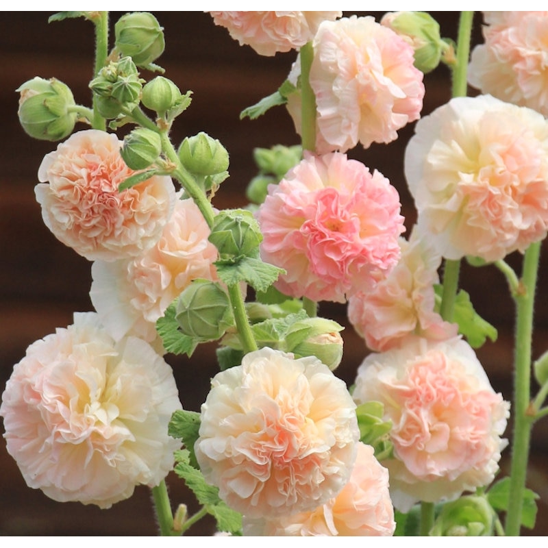 【春予約】　アルセア　ダブル　シャモイズ　１０．５ｃｍ　【申込期限：３月２２日（日）】　【引渡予定日：４月４日（土）～１２日（日）】