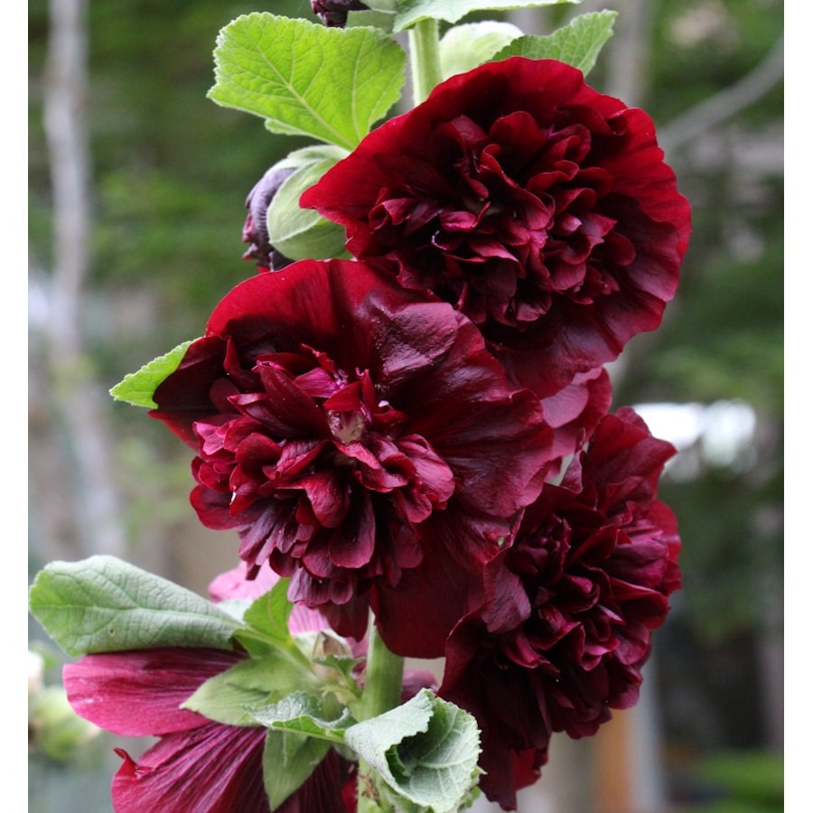 【春予約】　アルセア　ダブル　チェスナッツブラウン　１０．５ｃｍ　【申込期限：３月２２日（日）】　【引渡予定日：４月４日（土）～１２日（日）】