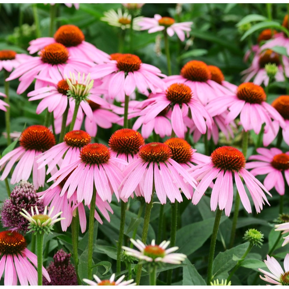 【春予約】　エキナセア　シングル　パープレア　１０．５ｃｍ　【申込期限：３月２２日（日）】　【引渡予定日：４月４日（土）～１２日（日）】