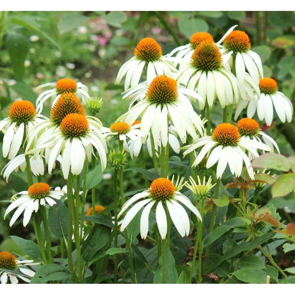 【春予約】　エキナセア　シングル　パープレアアルバ　１０．５ｃｍ　【申込期限：３月２２日（日）】　【引渡予定日：４月４日（土）～１２日（日）】