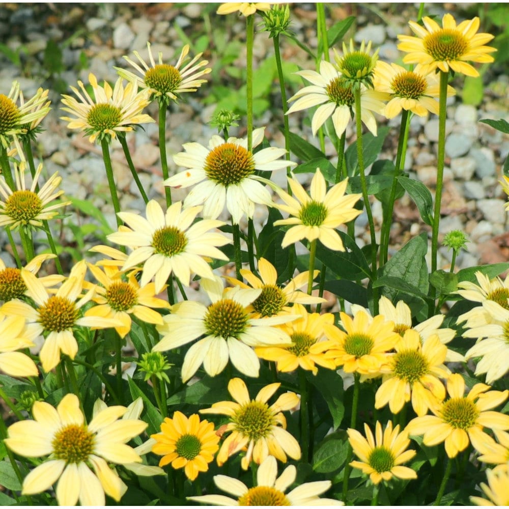 【春予約】　エキナセア　シングル　メローイエロー　１０．５ｃｍ　【申込期限：３月２２日（日）】　【引渡予定日：４月４日（土）～１２日（日）】