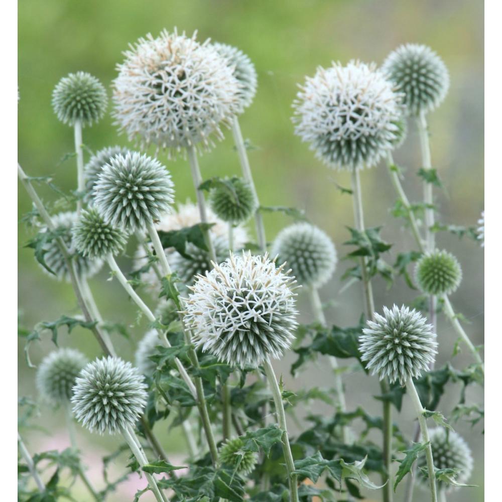 【春予約】　エキノプス　スターフロスト　１０．５ｃｍ　【申込期限：３月２２日（日）】　【引渡予定日：４月４日（土）～１２日（日）】