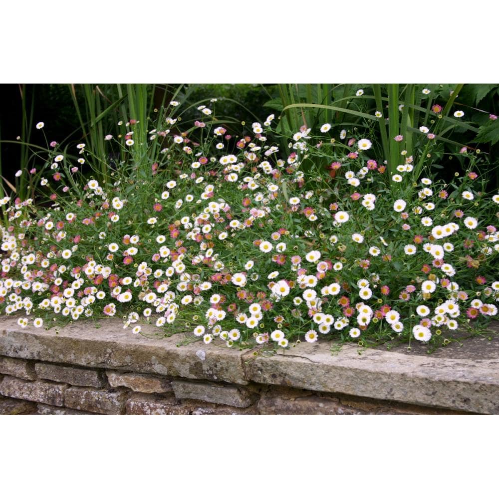 【春予約】　エリゲロン　カルビンスキアヌス　１０．５ｃｍ　【申込期限：３月２２日（日）】　【引渡予定日：４月４日（土）～１２日（日）】