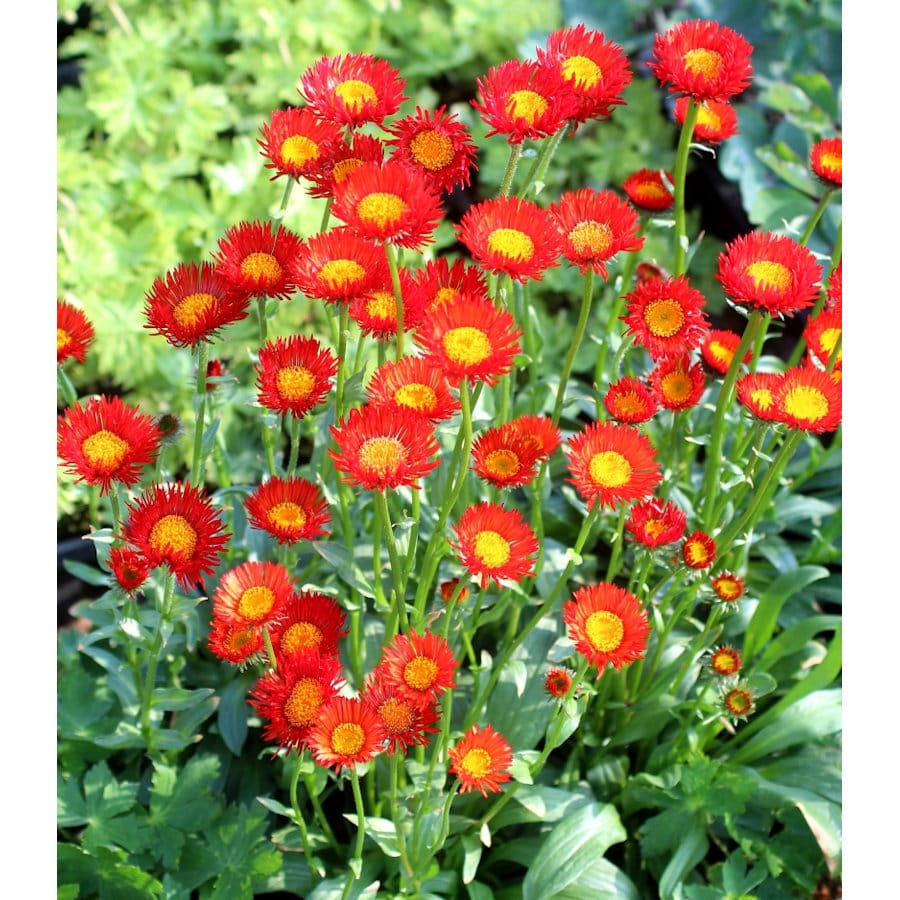 【春予約】　エリゲロン　オーランティアカス　１０．５ｃｍ　【申込期限：３月２２日（日）】　【引渡予定日：４月４日（土）～１２日（日）】