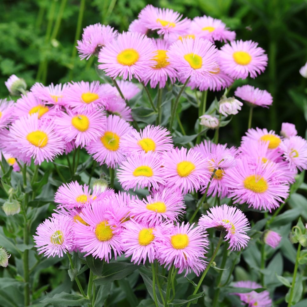 【春予約】　エリゲロン　ロサジュエル　１０．５ｃｍ　【申込期限：３月２２日（日）】　【引渡予定日：４月４日（土）～１２日（日）】