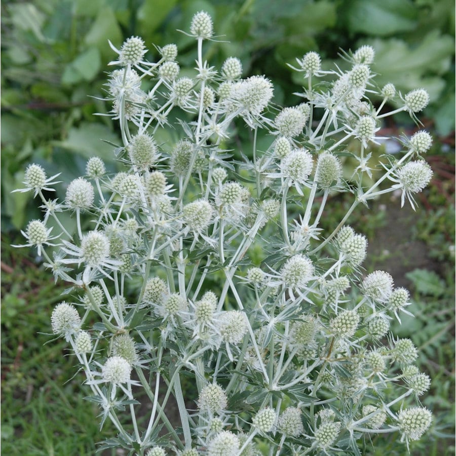 【春予約】　エリンジューム　ホワイトグリッター　１０．５ｃｍ　【申込期限：３月２２日（日）】　【引渡予定日：４月４日（土）～１２日（日）】