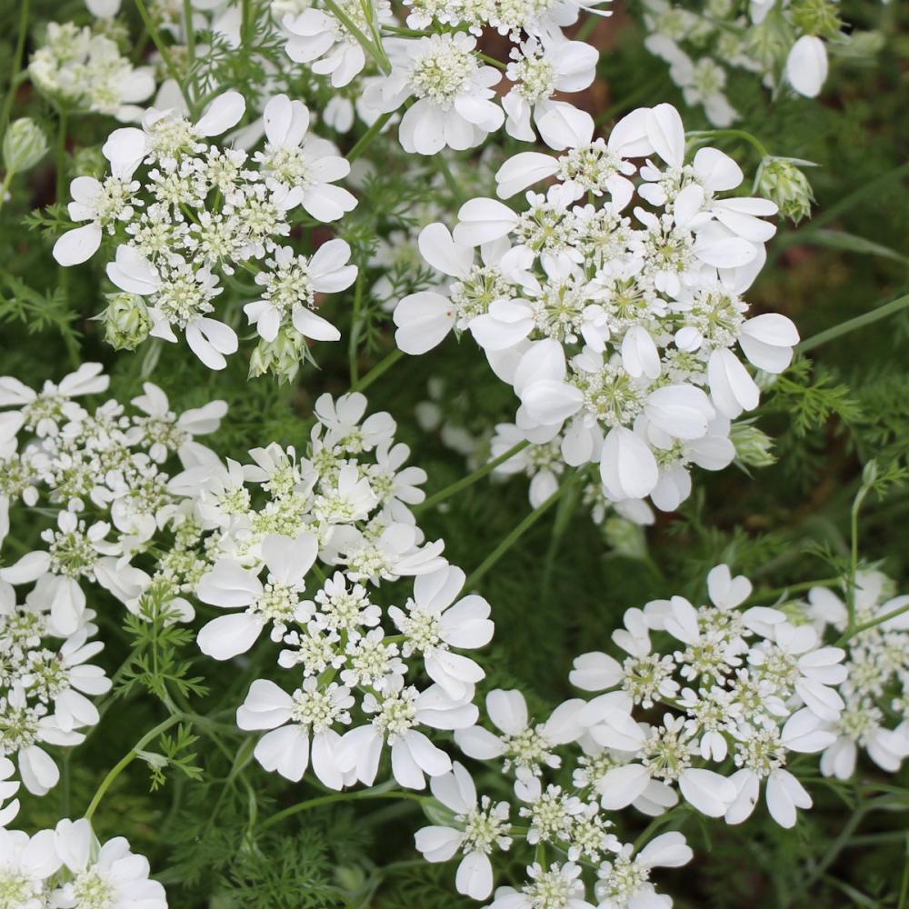 【春予約】　オルレア　ホワイトレース　１０．５ｃｍ　【申込期限：３月２２日（日）】　【引渡予定日：４月４日（土）～１２日（日）】