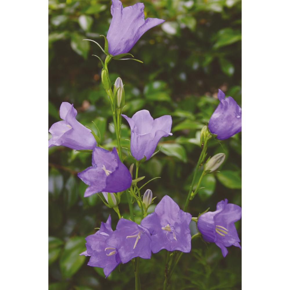 【春予約】　カンパニュラ　パーシーフォリア　１０．５ｃｍ　【申込期限：３月２２日（日）】　【引渡予定日：４月４日（土）～１２日（日）】