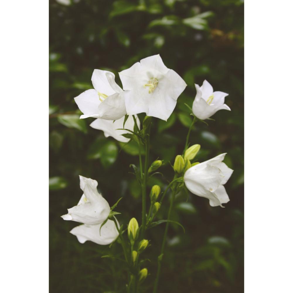 【春予約】　カンパニュラ　パーシーフォリア　アルバ　１０．５ｃｍ　【申込期限：３月２２日（日）】　【引渡予定日：４月４日（土）～１２日（日）】