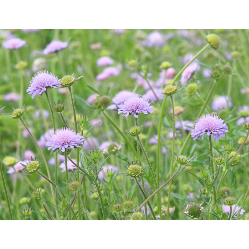 【春予約】　クナウティア　アルベンシス　１０．５ｃｍ　【申込期限：３月２２日（日）】　【引渡予定日：４月４日（土）～１２日（日）】