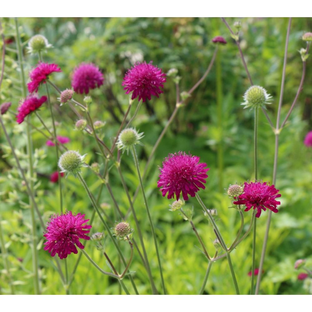 【春予約】　クナウティア　マケドニカ　１０．５ｃｍ　【申込期限：３月２２日（日）】　【引渡予定日：４月４日（土）～１２日（日）】