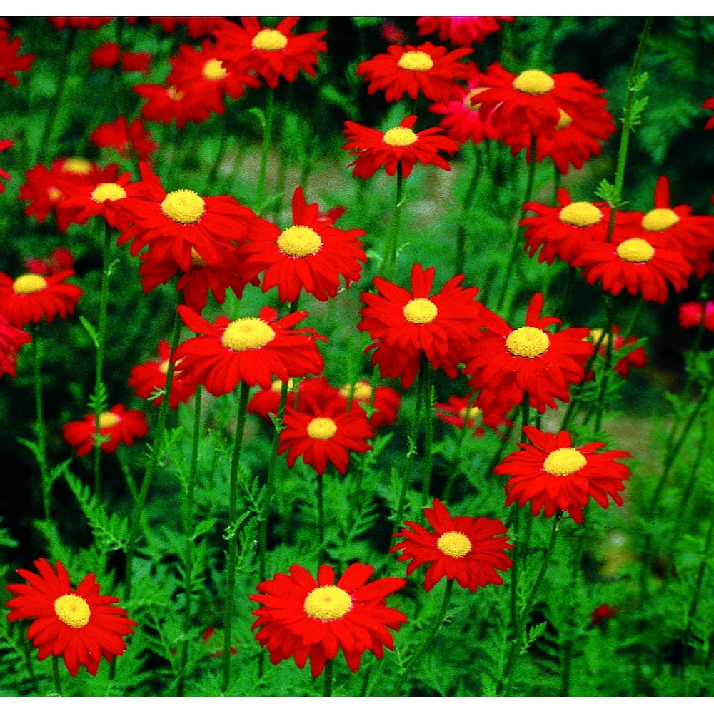 【春予約】　クリサンセマム　ロビンソンレッド　１０．５ｃｍ　【申込期限：３月２２日（日）】　【引渡予定日：４月４日（土）～１２日（日）】