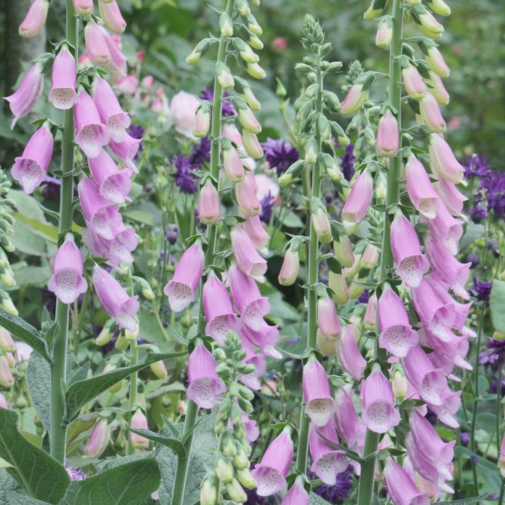 【春予約】　ジギタリス　ピンクシャンパン　１０．５ｃｍ　【申込期限：３月２２日（日）】　【引渡予定日：４月４日（土）～１２日（日）】