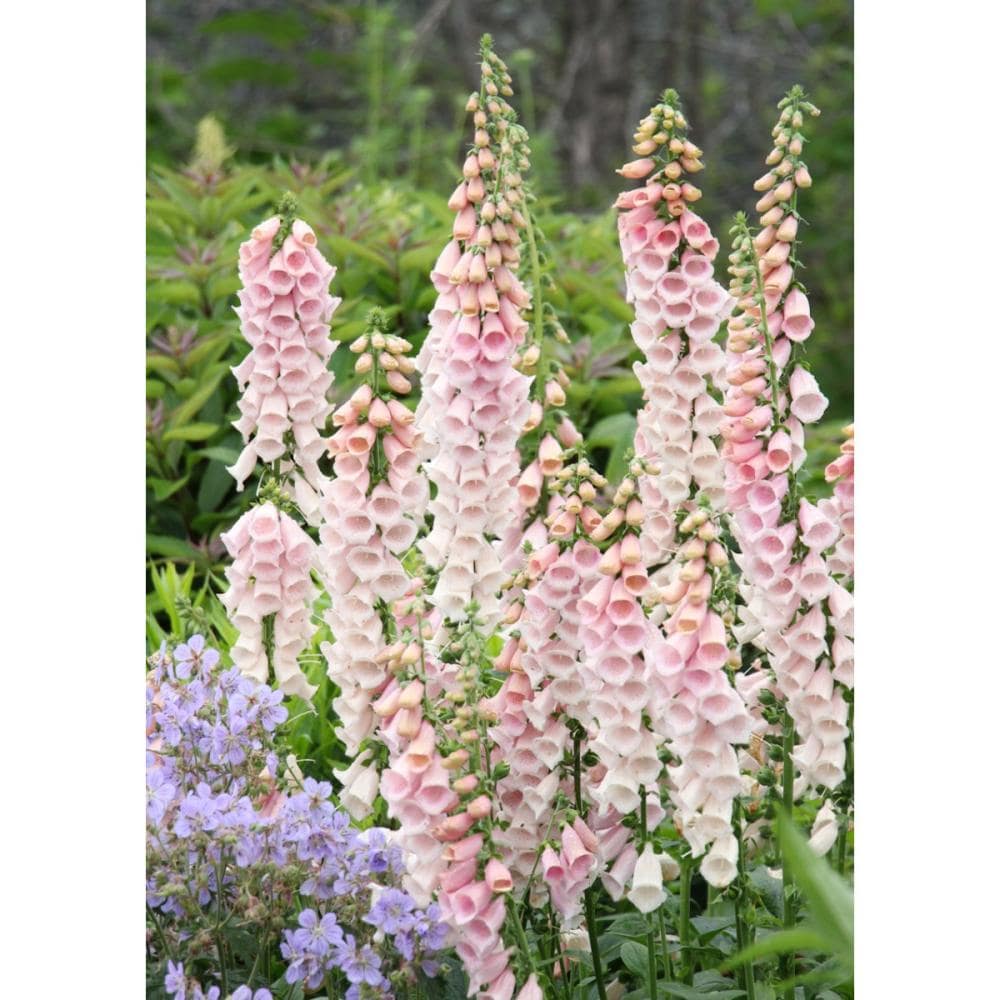 【春予約】　ジギタリス　サットンズアプリコット　１０．５ｃｍ　【申込期限：３月２２日（日）】　【引渡予定日：４月４日（土）～１２日（日）】