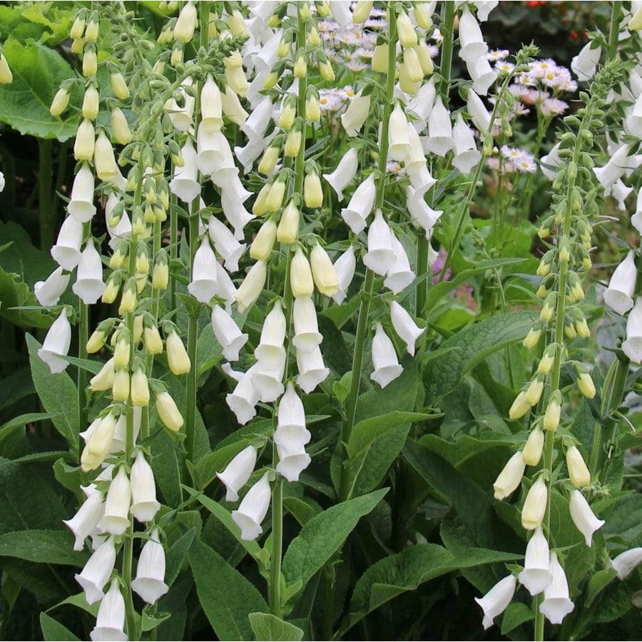 【春予約】　ジギタリス　パープレアアルバ　１０．５ｃｍ　【申込期限：３月２２日（日）】　【引渡予定日：４月４日（土）～１２日（日）】