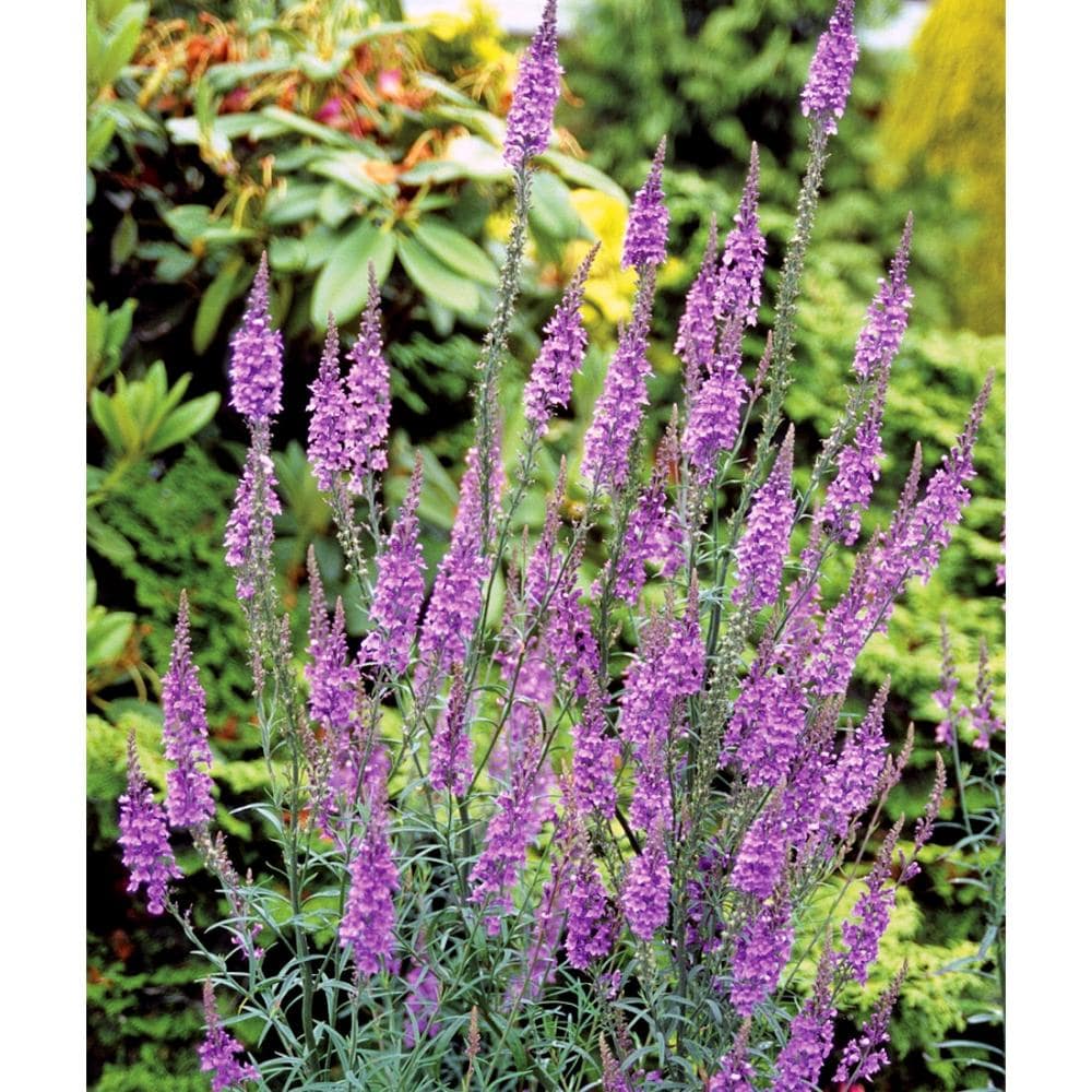 【春予約】　宿根リナリア　パープレア　１０．５ｃｍ　【申込期限：３月２２日（日）】　【引渡予定日：４月４日（土）～１２日（日）】