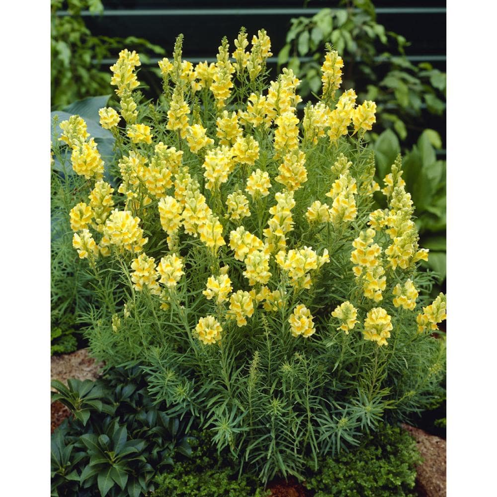 【春予約】　宿根リナリア　ブルガリス　１０．５ｃｍ　【申込期限：３月２２日（日）】　【引渡予定日：４月４日（土）～１２日（日）】