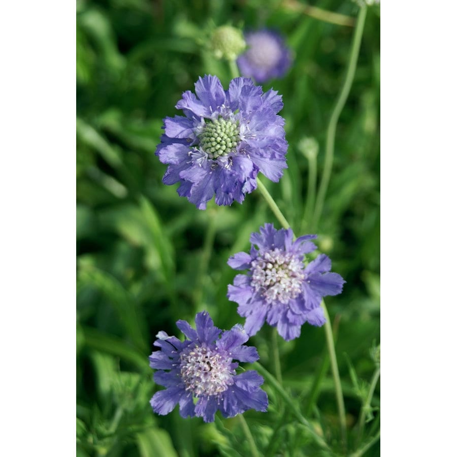 【春予約】　スカビオサ　コーカサス　ブルー　１０．５ｃｍ　【申込期限：３月２２日（日）】　【引渡予定日：４月４日（土）～１２日（日）】