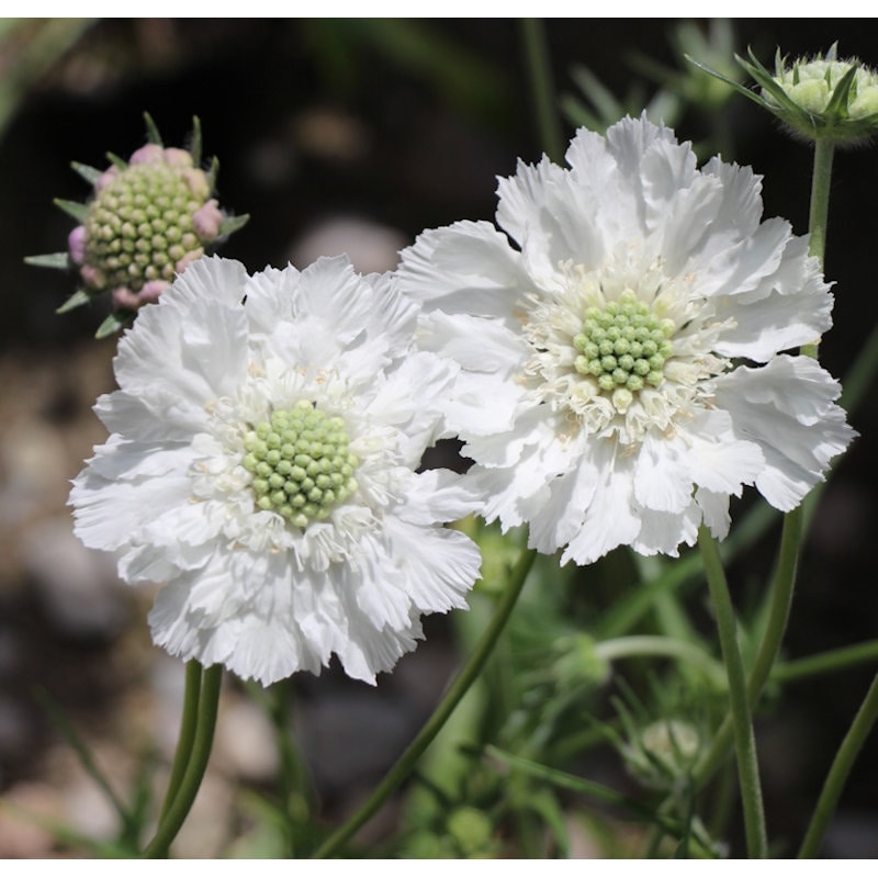 【春予約】　スカビオサ　コーカサス　ホワイト　１０．５ｃｍ　【申込期限：３月２２日（日）】　【引渡予定日：４月４日（土）～１２日（日）】