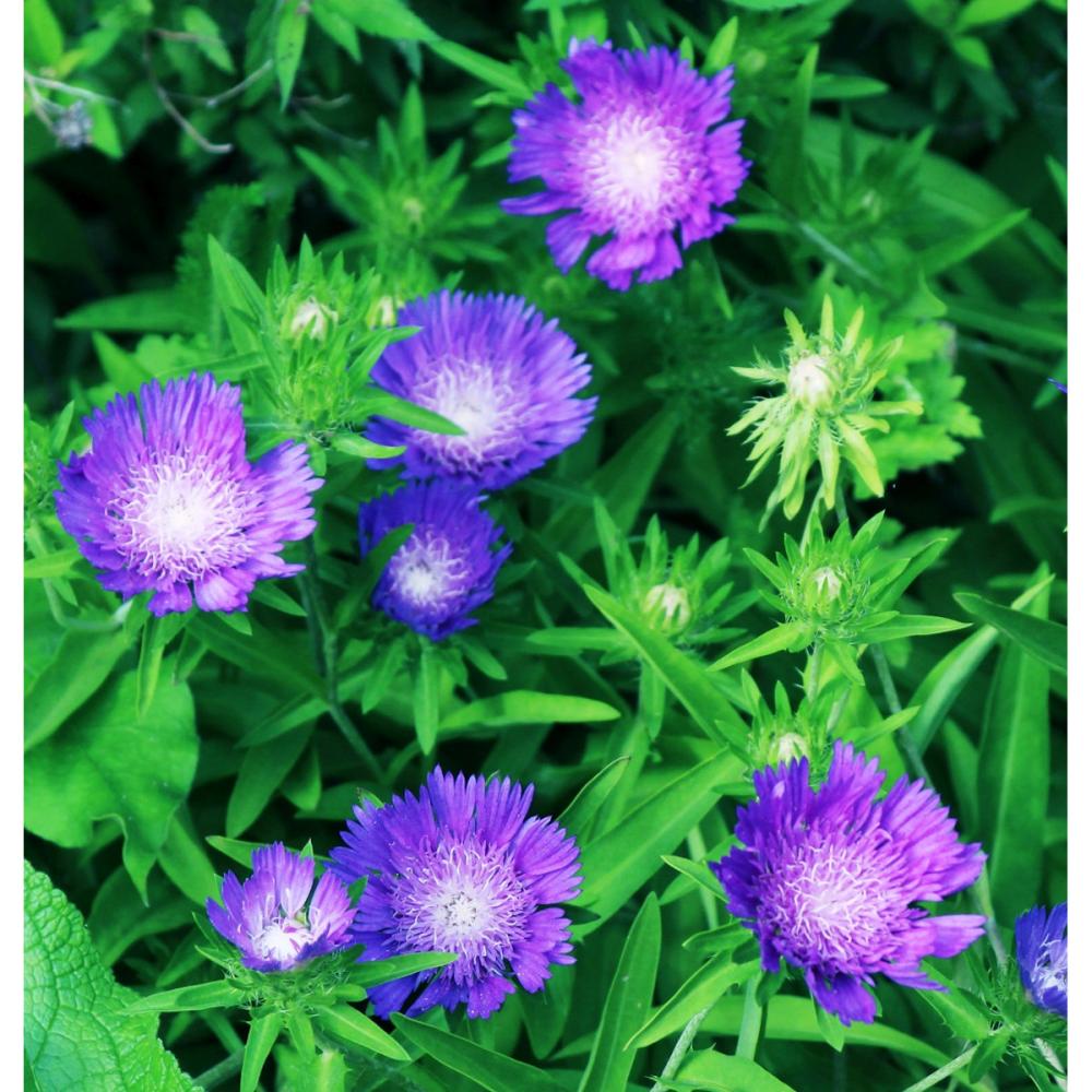 【春予約】　ストケシア　ブルースター　１０．５ｃｍ　【申込期限：３月２２日（日）】　【引渡予定日：４月４日（土）～１２日（日）】