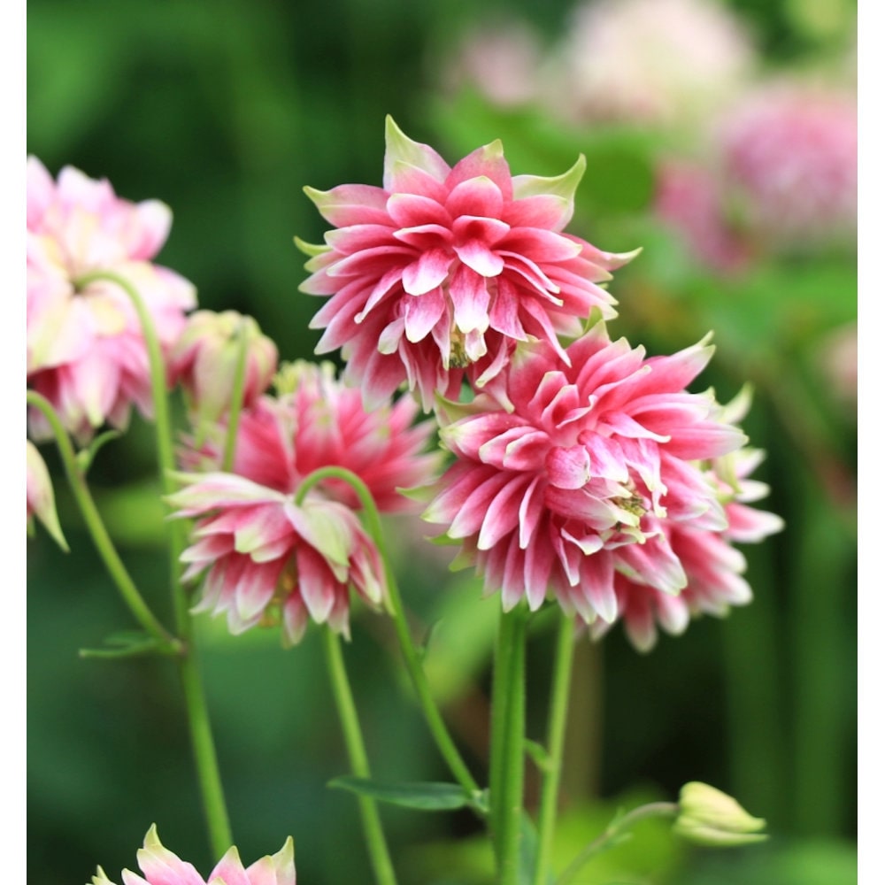 【春予約】　西洋オダマキ　ノラバロー　１０．５ｃｍ　【申込期限：３月２２日（日）】　【引渡予定日：４月４日（土）～１２日（日）】