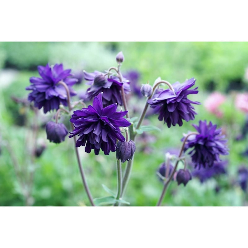 【春予約】　西洋オダマキ　ブルーバロー　１０．５ｃｍ　【申込期限：３月２２日（日）】　【引渡予定日：４月４日（土）～１２日（日）】