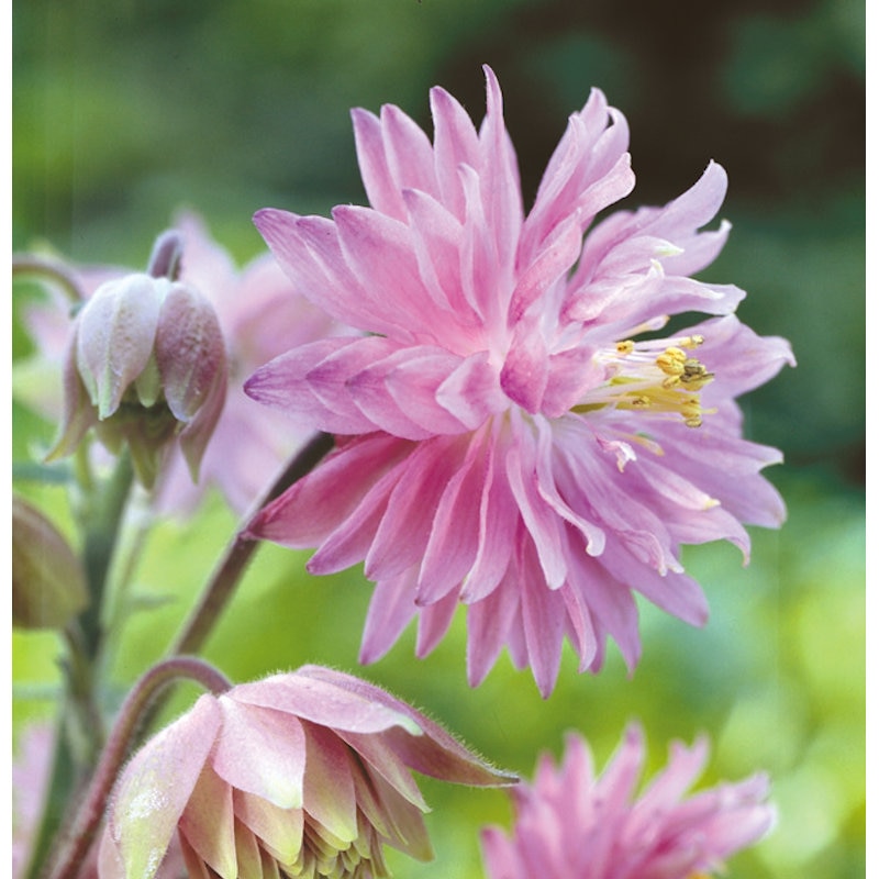 【春予約】　西洋オダマキ　ローズバロー　１０．５ｃｍ　【申込期限：３月２２日（日）】　【引渡予定日：４月４日（土）～１２日（日）】