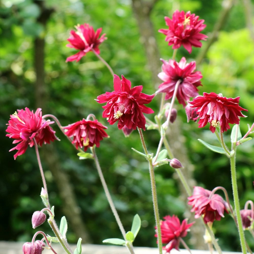 【春予約】　西洋オダマキ　ボルドーバロー　１０．５ｃｍ　【申込期限：３月２２日（日）】　【引渡予定日：４月４日（土）～１２日（日）】