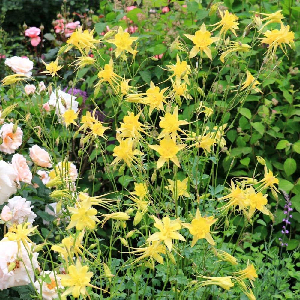 【春予約】　西洋オダマキ　イエロークイン　１０．５ｃｍ　【申込期限：３月２２日（日）】　【引渡予定日：４月４日（土）～１２日（日）】