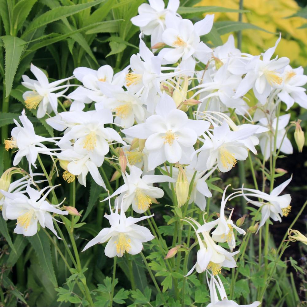 【春予約】　西洋オダマキ　クリスタル　１０．５ｃｍ　【申込期限：３月２２日（日）】　【引渡予定日：４月４日（土）～１２日（日）】