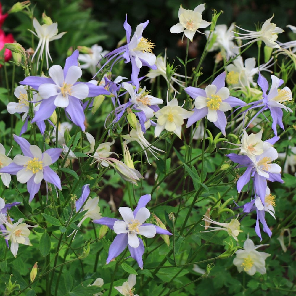 【春予約】　西洋オダマキ　ブルースター　１０．５ｃｍ　【申込期限：３月２２日（日）】　【引渡予定日：４月４日（土）～１２日（日）】