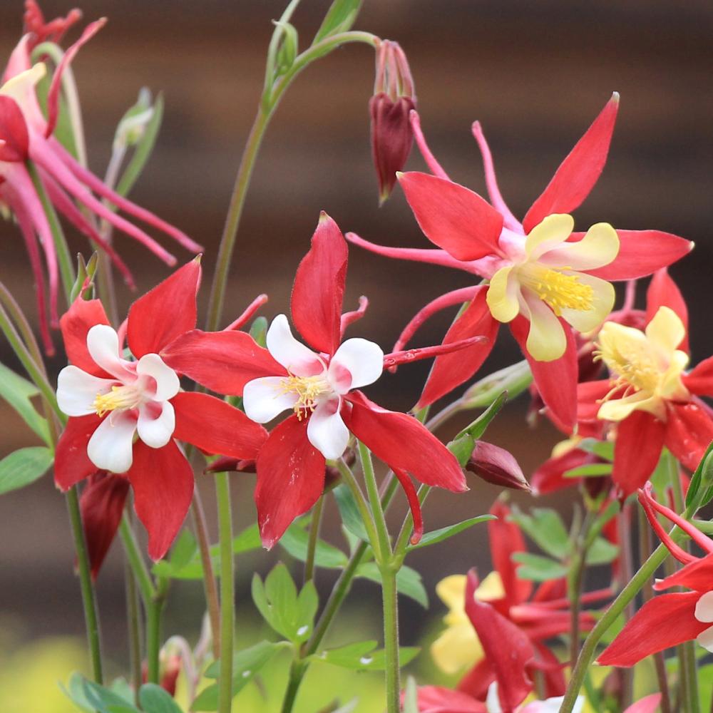 【春予約】　西洋オダマキ　コラレ　１０．５ｃｍ　【申込期限：３月２２日（日）】　【引渡予定日：４月４日（土）～１２日（日）】