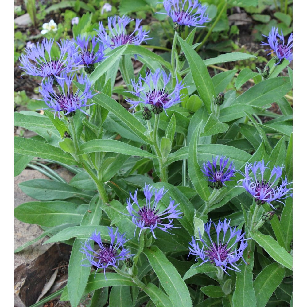 【春予約】　セント―レア　モンタナ　１０．５ｃｍ　【申込期限：３月２２日（日）】　【引渡予定日：４月４日（土）～１２日（日）】