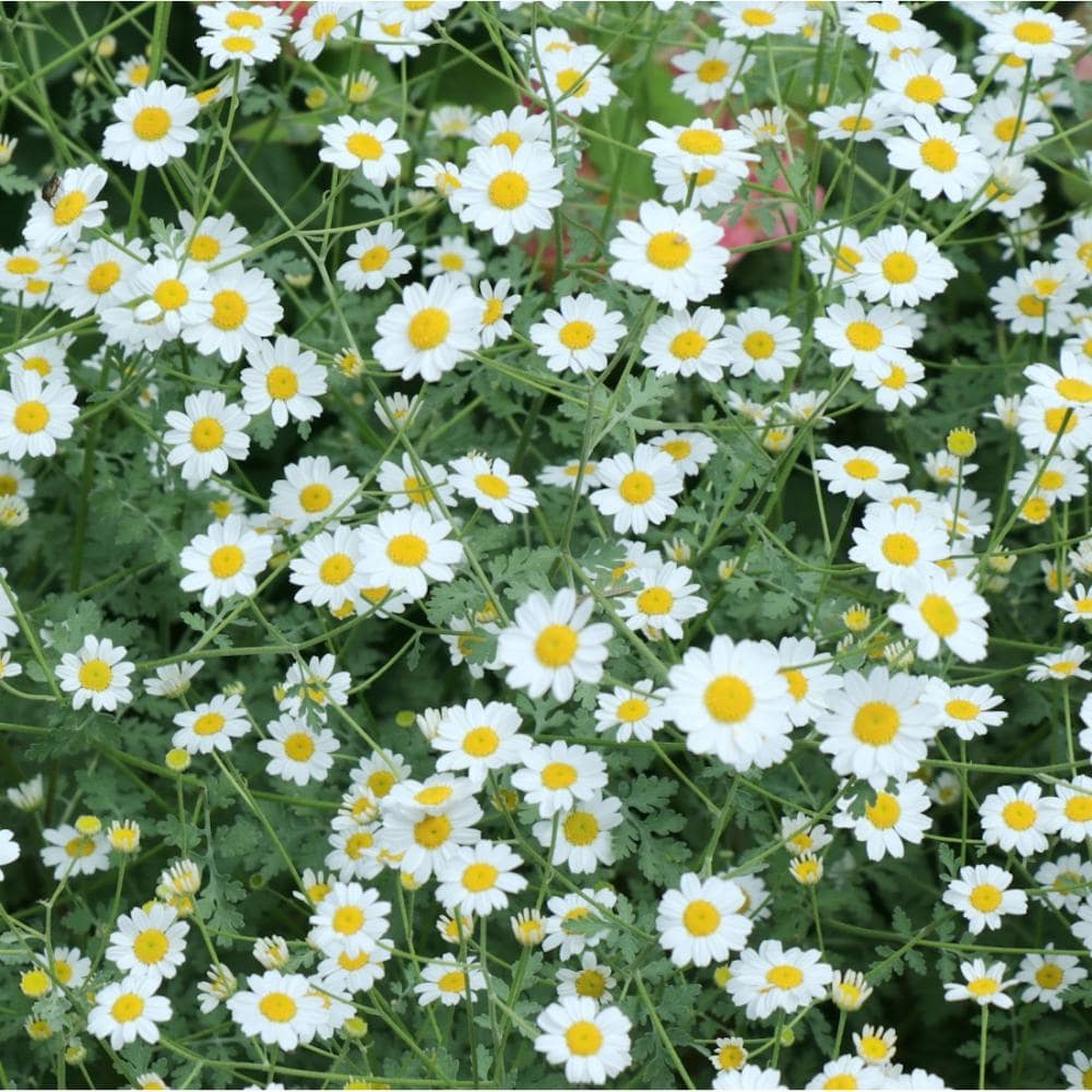 【春予約】　タナセタム　ジャック　１０．５ｃｍ　【申込期限：３月２２日（日）】　【引渡予定日：４月４日（土）～１２日（日）】