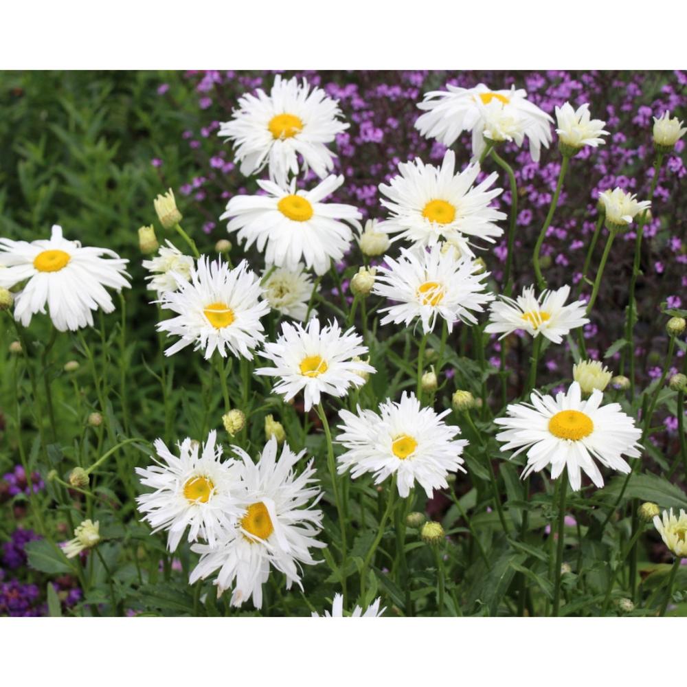 【春予約】　デージー　スノードリフト　１０．５ｃｍ　【申込期限：３月２２日（日）】　【引渡予定日：４月４日（土）～１２日（日）】