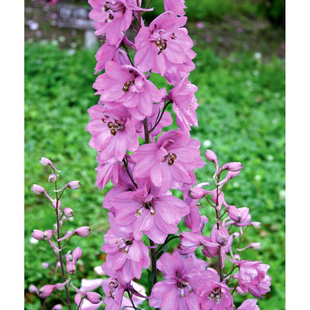 【春予約】　デルフィニューム　アストロット　１０．５ｃｍ　【申込期限：３月２２日（日）】　【引渡予定日：４月４日（土）～１２日（日）】